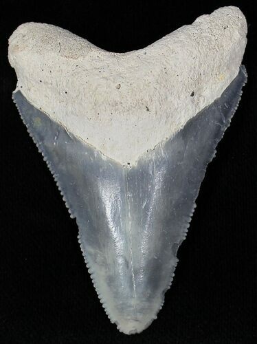 Light Bluish Gray  Bone Valley Megalodon Tooth #22176